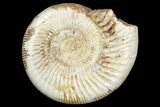 Jurassic Ammonite (Perisphinctes) - Madagascar #126069-1